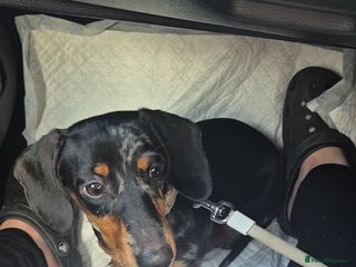 Miniature Dachshund dogs - Advert 1