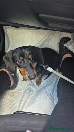 Miniature Dachshund dogs - Advert 1