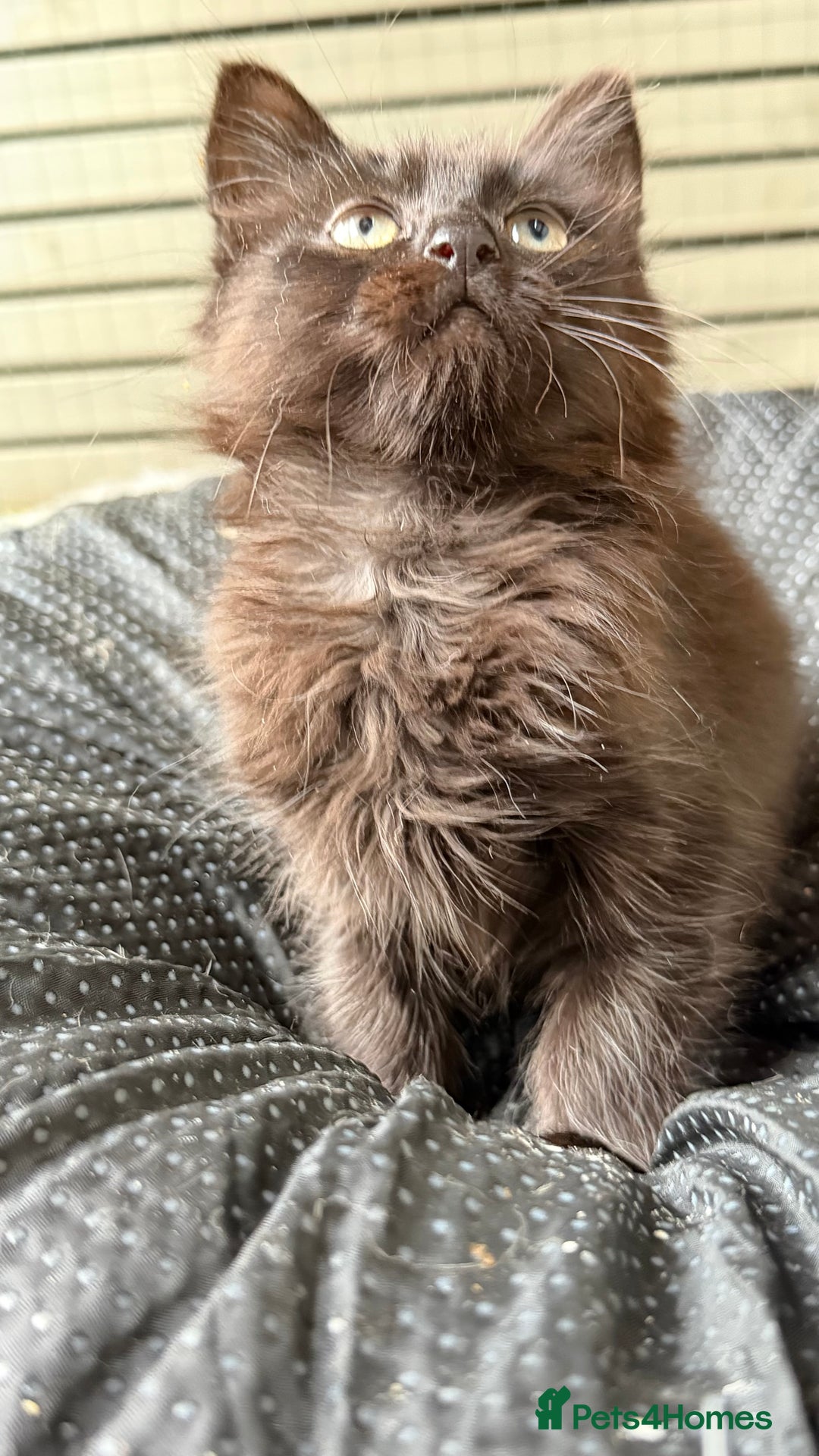 Mixed Breed cats for sale: Mixed bsh kittens looking forever homes  - Advert 4