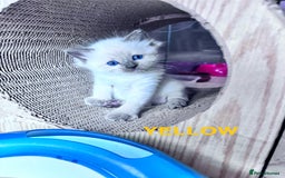 Ragdoll cats for sale: 5 Stunning Ragdoll Kittens  - Image 6