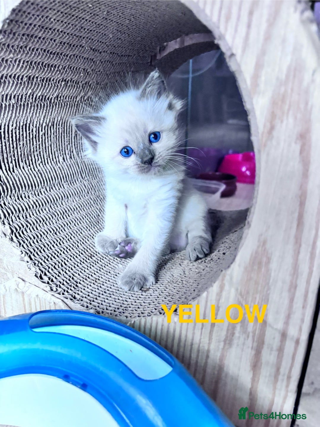 Ragdoll cats for sale: 5 Stunning Ragdoll Kittens  - Image 6
