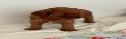 Cavapoo dogs for sale: Stunning red toy’s- Health Tested - KC parents - Advert 21