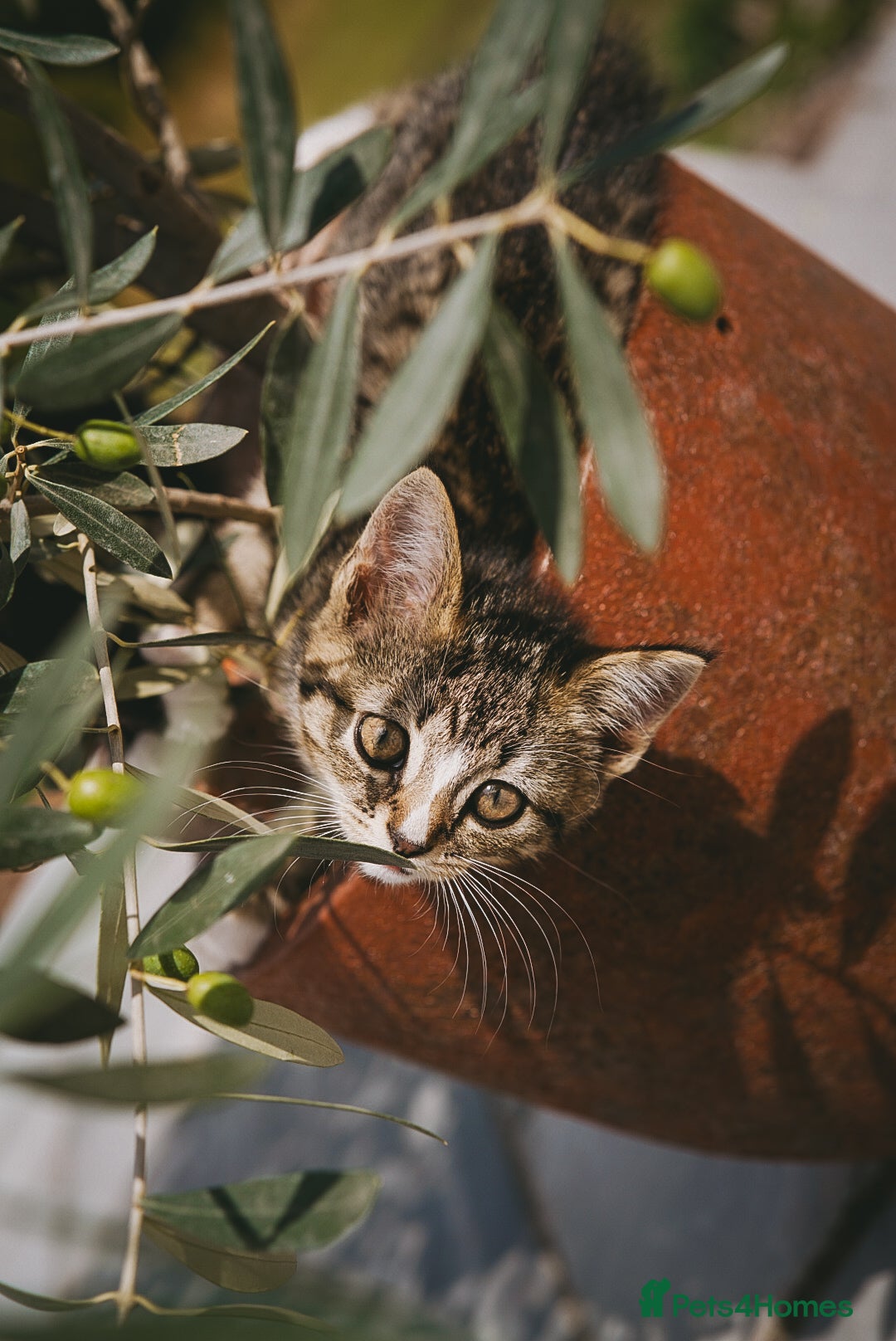 Mixed Breed cats for sale: Gorgeous kittens for sale  - Image 36