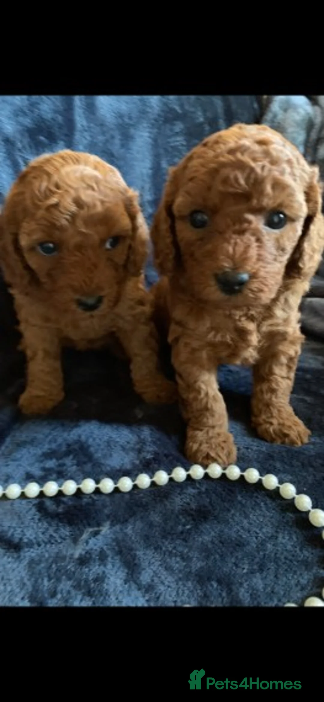 Cockapoo dogs for stud: Red Min Poodle PRA Clear & Other DNA Clear in Mansfield - Advert 11