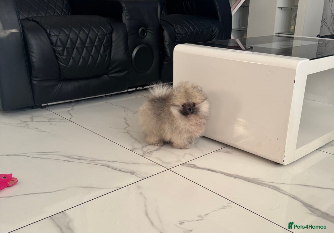 Pomeranian dogs for sale: Fabulous boys available to discerning pet homes - Advert 12