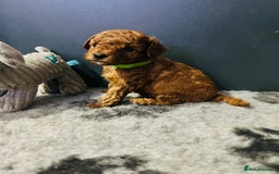 Toy Poodle dogs for sale: Tiny Toy Poodles - Advert 13