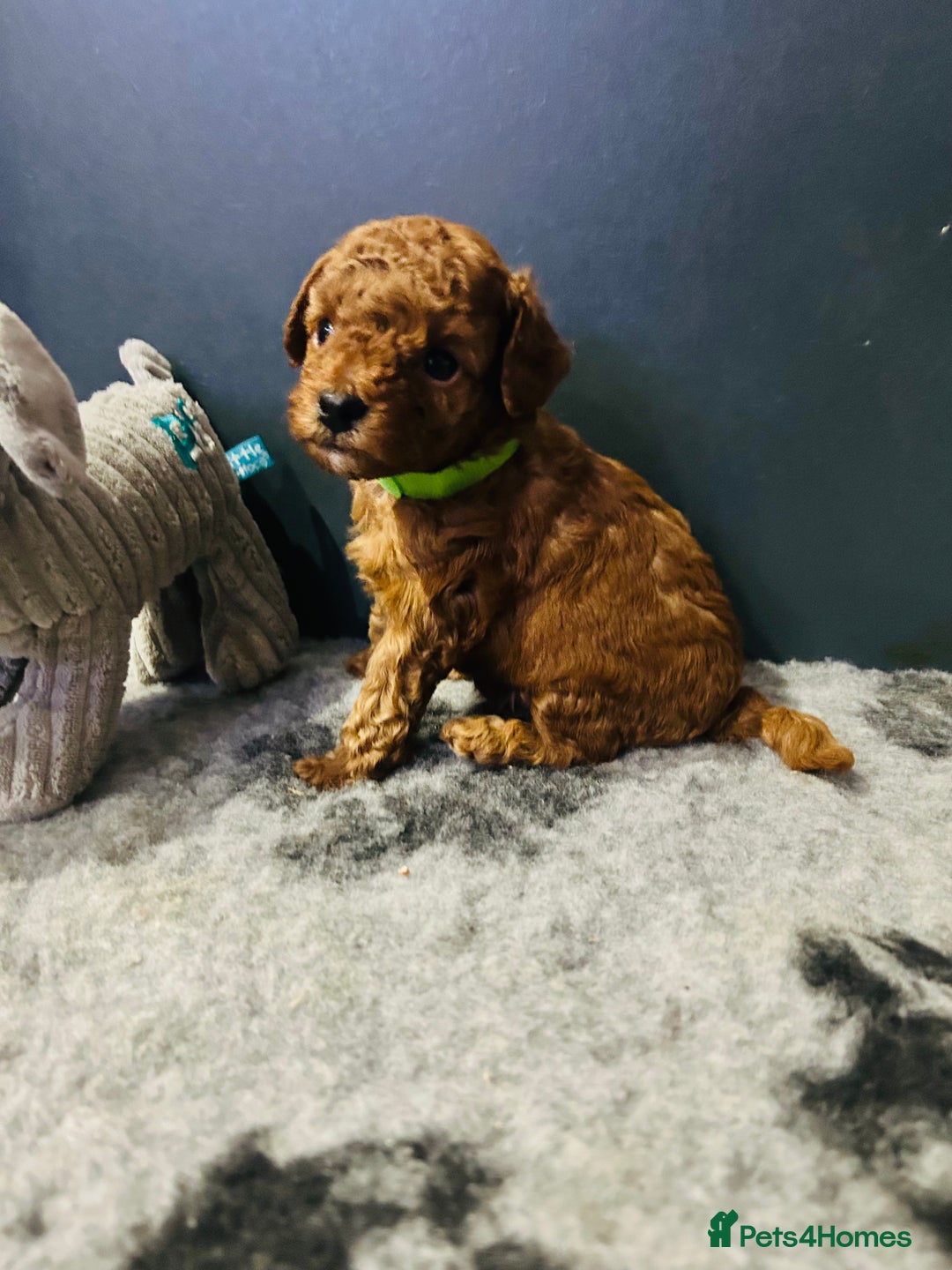 Toy Poodle dogs for sale: Tiny Toy Poodles - Advert 13
