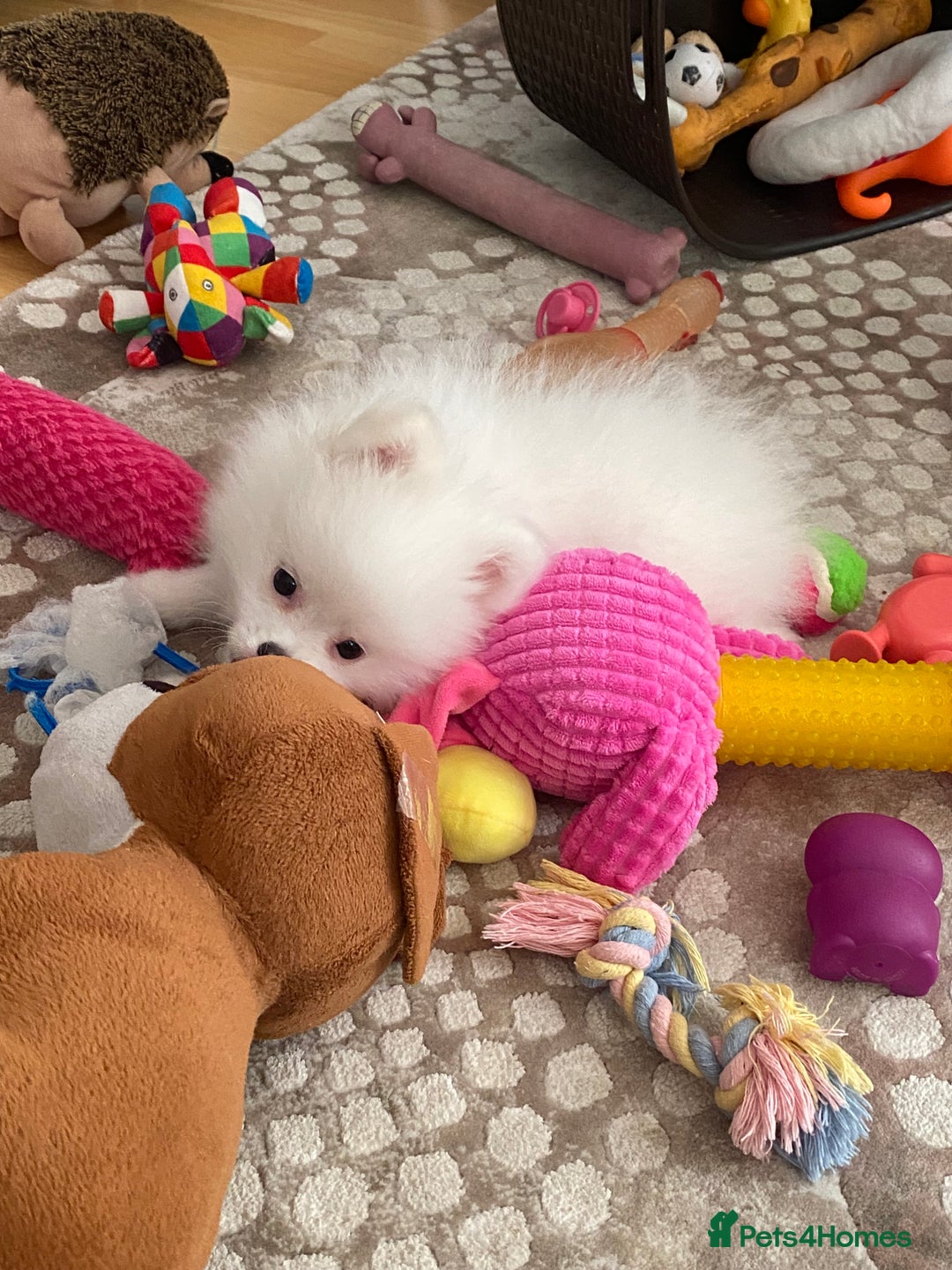 Pomeranian dogs for sale: Lovely Pomeranian - Image 3