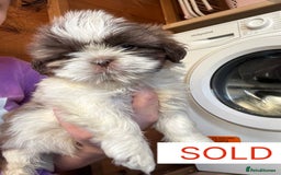 Shih Tzu dogs for sale: Four shih tzu boy puppy’s for sale. - Image 15