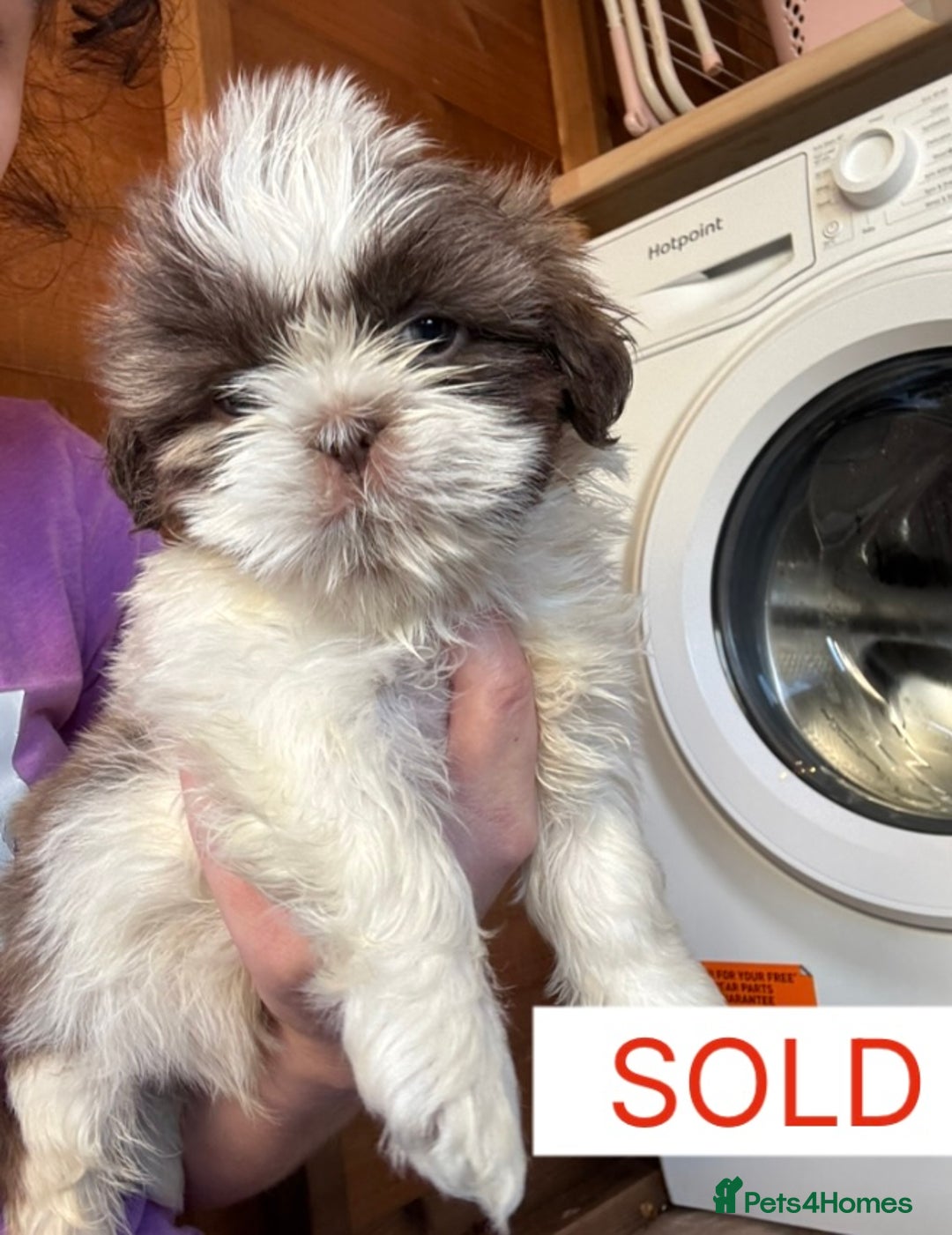 Shih Tzu dogs for sale: Four shih tzu boy puppy’s for sale. - Image 15