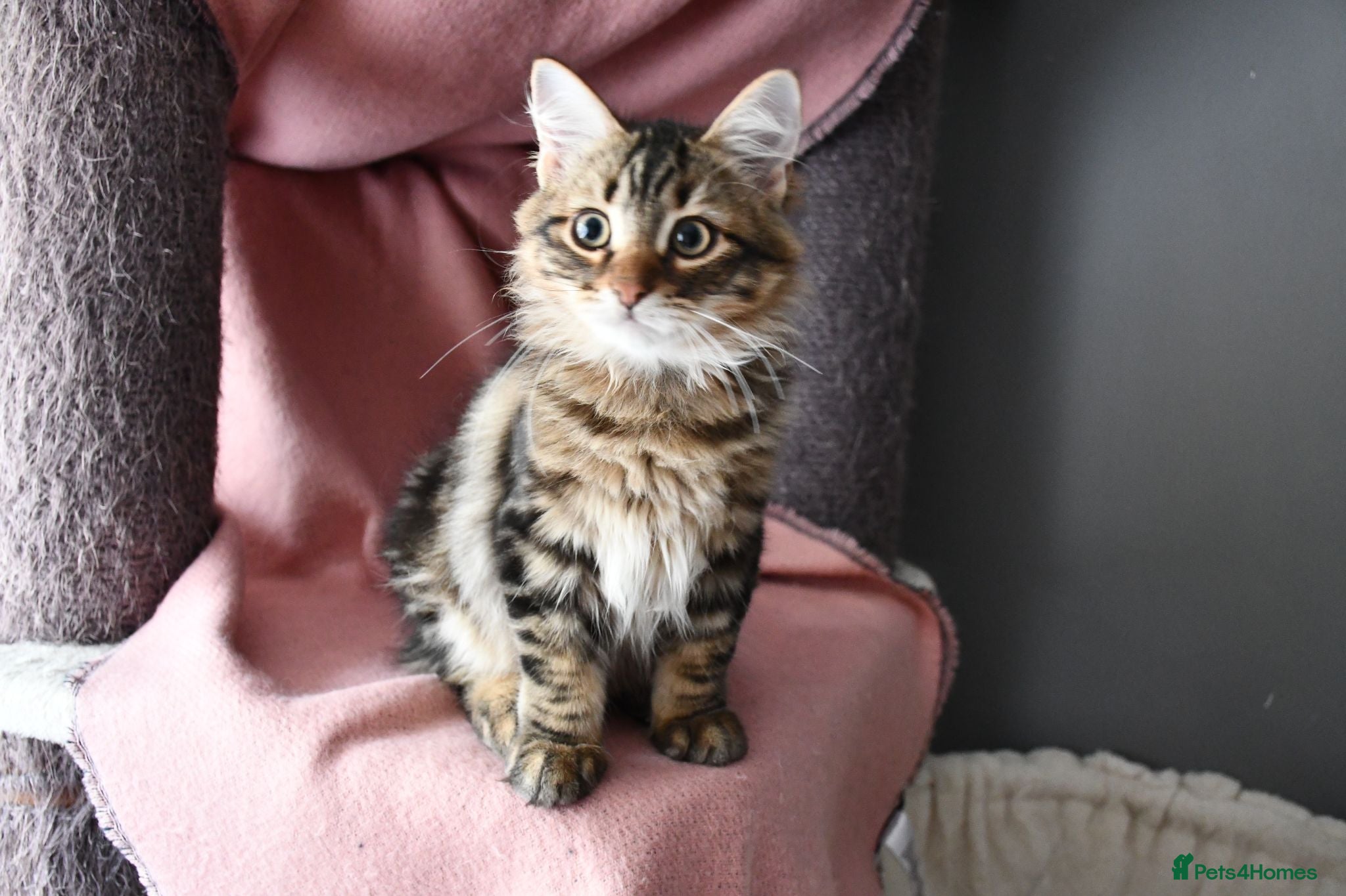 Siberian cats Update – new photos -Beautiful Siberian Kittens  - Advert 2