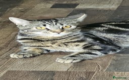 Mixed Breed cats for sale: 3 year male  - Image 4