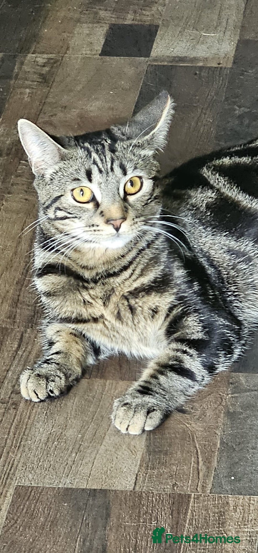 Mixed Breed cats for sale: 3 year male  - Image 4