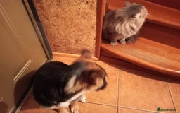 Mixed Breed dogs for adoption: ❤️🐶Busia- 6(7) month lower-medium girl ❤️🐶 - Advert 21