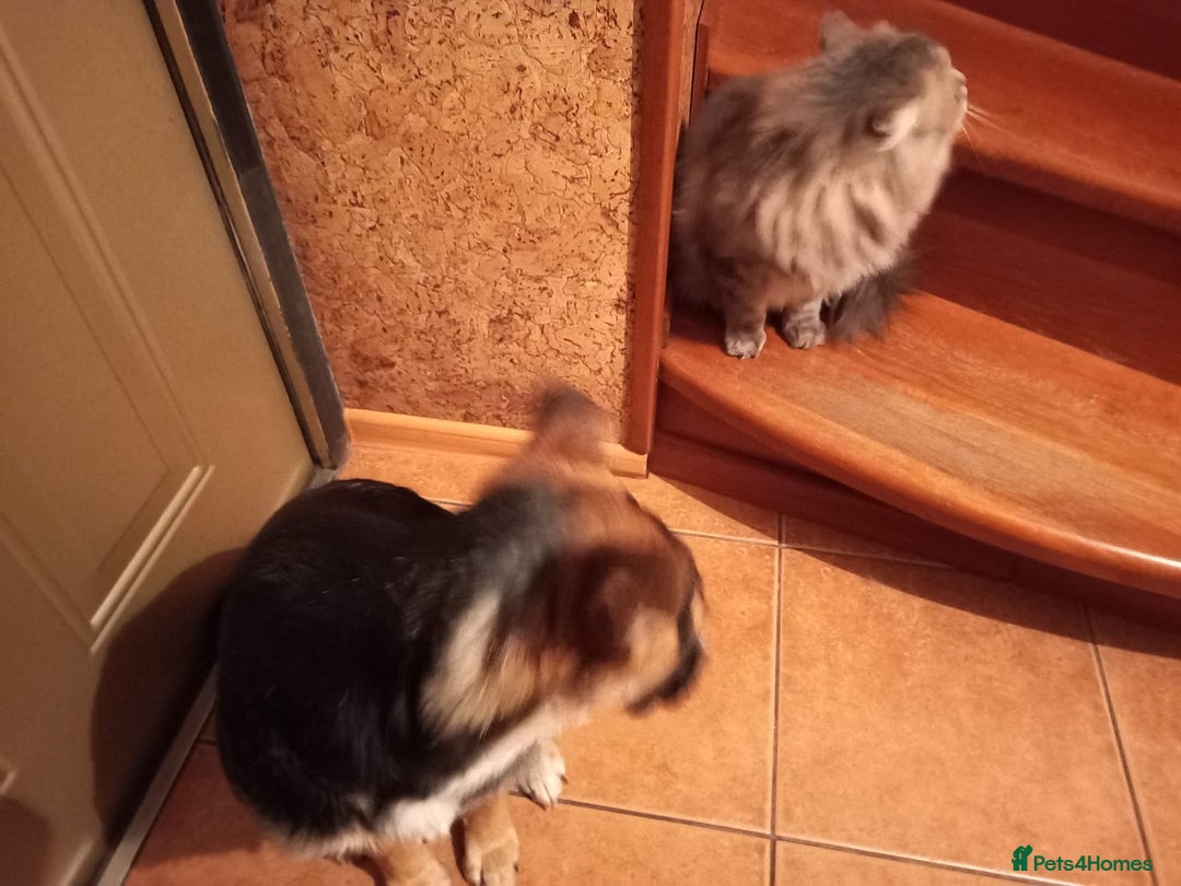 Mixed Breed dogs for adoption: ❤️🐶Busia- 6(7) month lower-medium girl ❤️🐶 - Advert 21