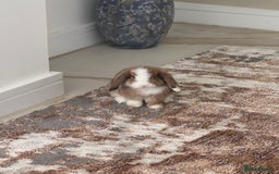 Mini Lop rabbits for sale: Beautiful mini lop - Image 2