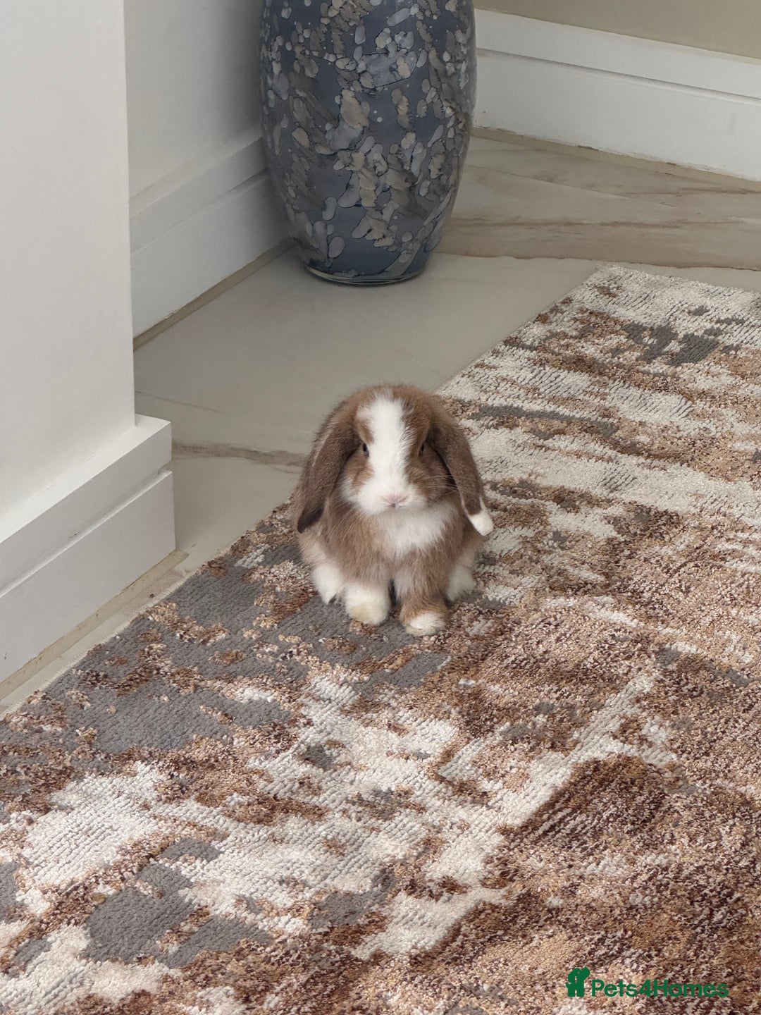 Mini Lop rabbits for sale: Beautiful mini lop - Image 2