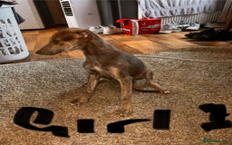 Mixed Breed dogs for sale: Beautiful puppies for sale!!!  - Image 21