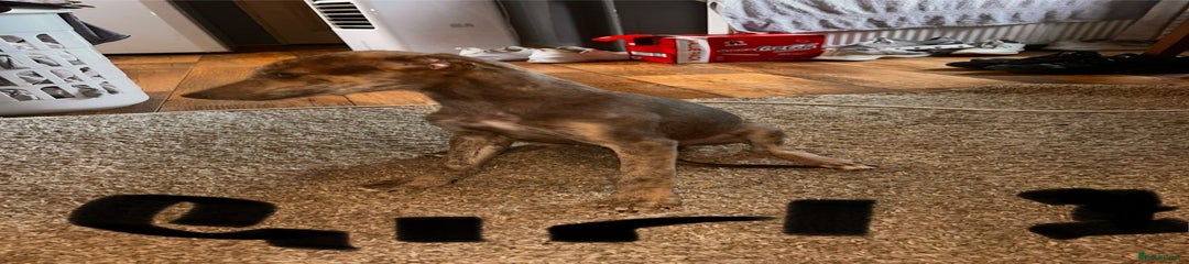 Puppy 5