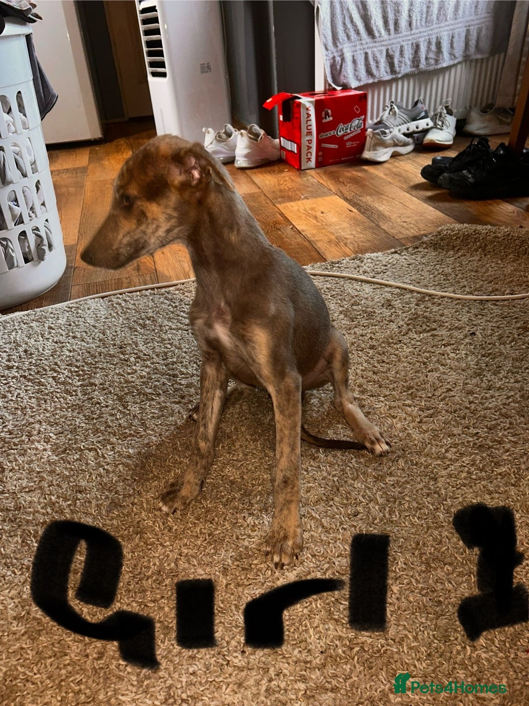Mixed Breed dogs for sale: Beautiful puppies for sale!!!  - Image 21
