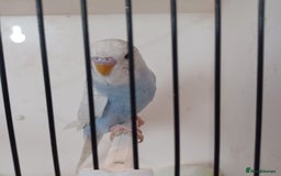 Budgerigars birds for sale: Budgies for sale  - Image 5