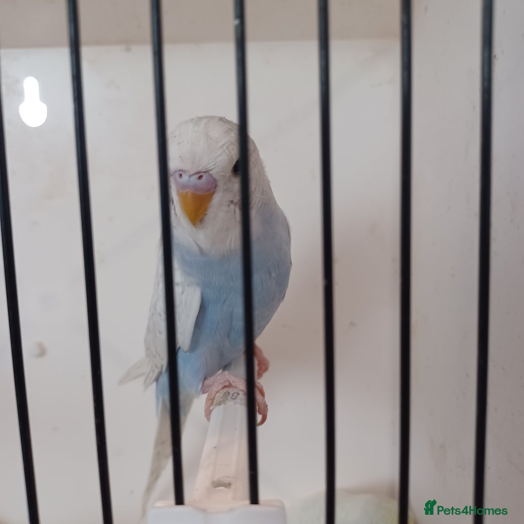Budgerigars birds for sale: Budgies for sale  - Image 5