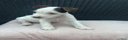 Jack Russell dogs for sale: 🐾Jack Russell Pups for Their Forever Homes! 🐾 - Advert 5
