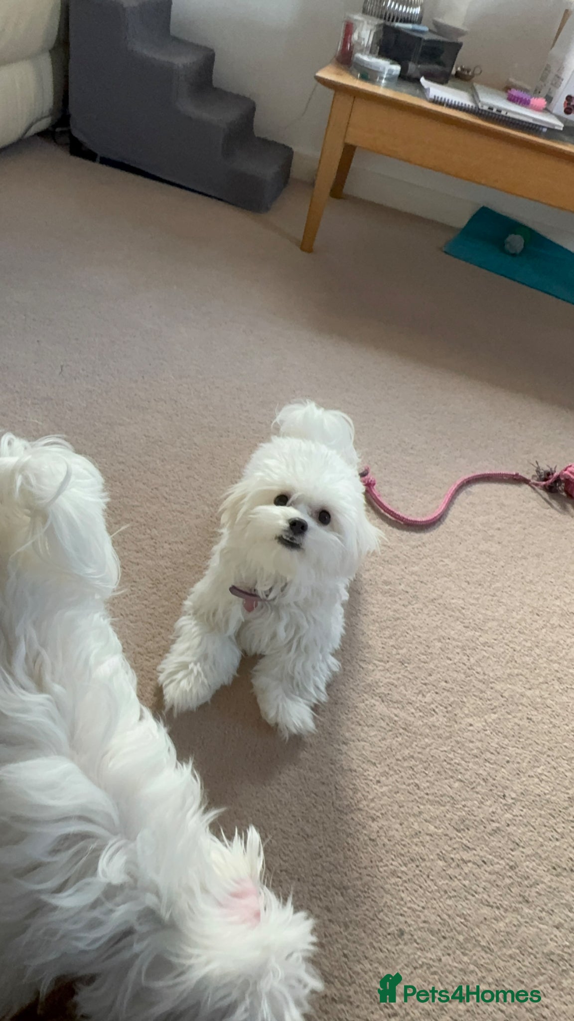 Maltese dogs 5 generation KC registered Maltese - Advert 12