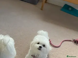 Maltese dogs 5 generation KC registered Maltese - Advert 12