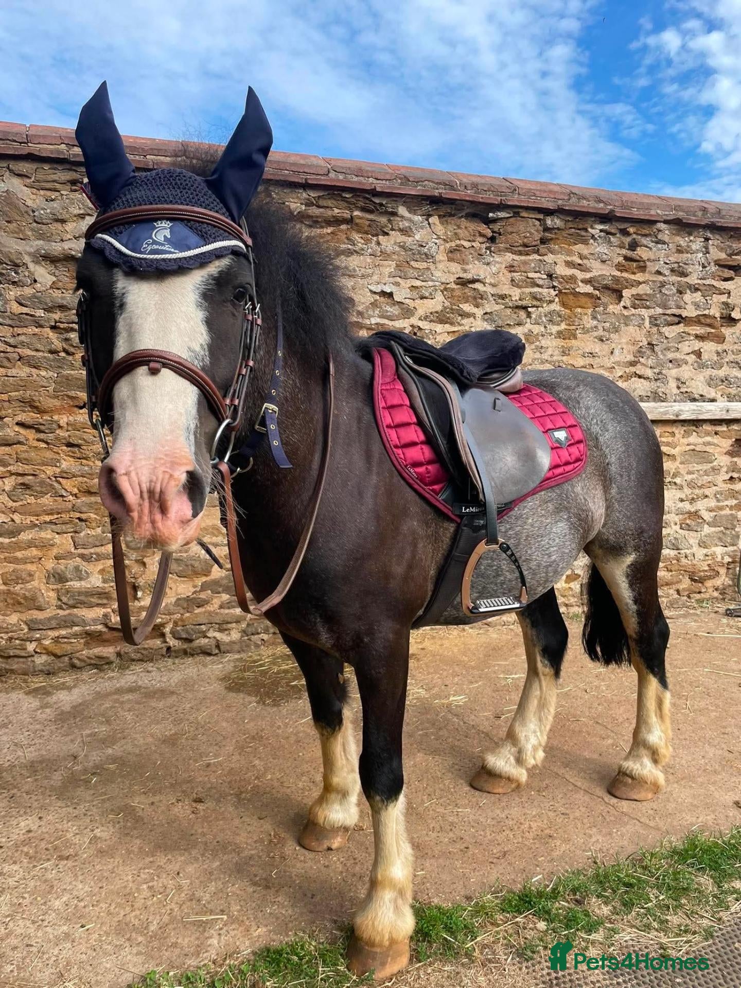 Other Breed horses 14.1hh, 8-year-old Cob - Advert 10