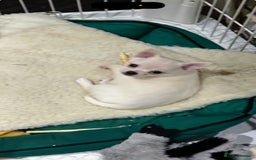 Pomchi dogs for sale: Tiny Pomchi - Image 9