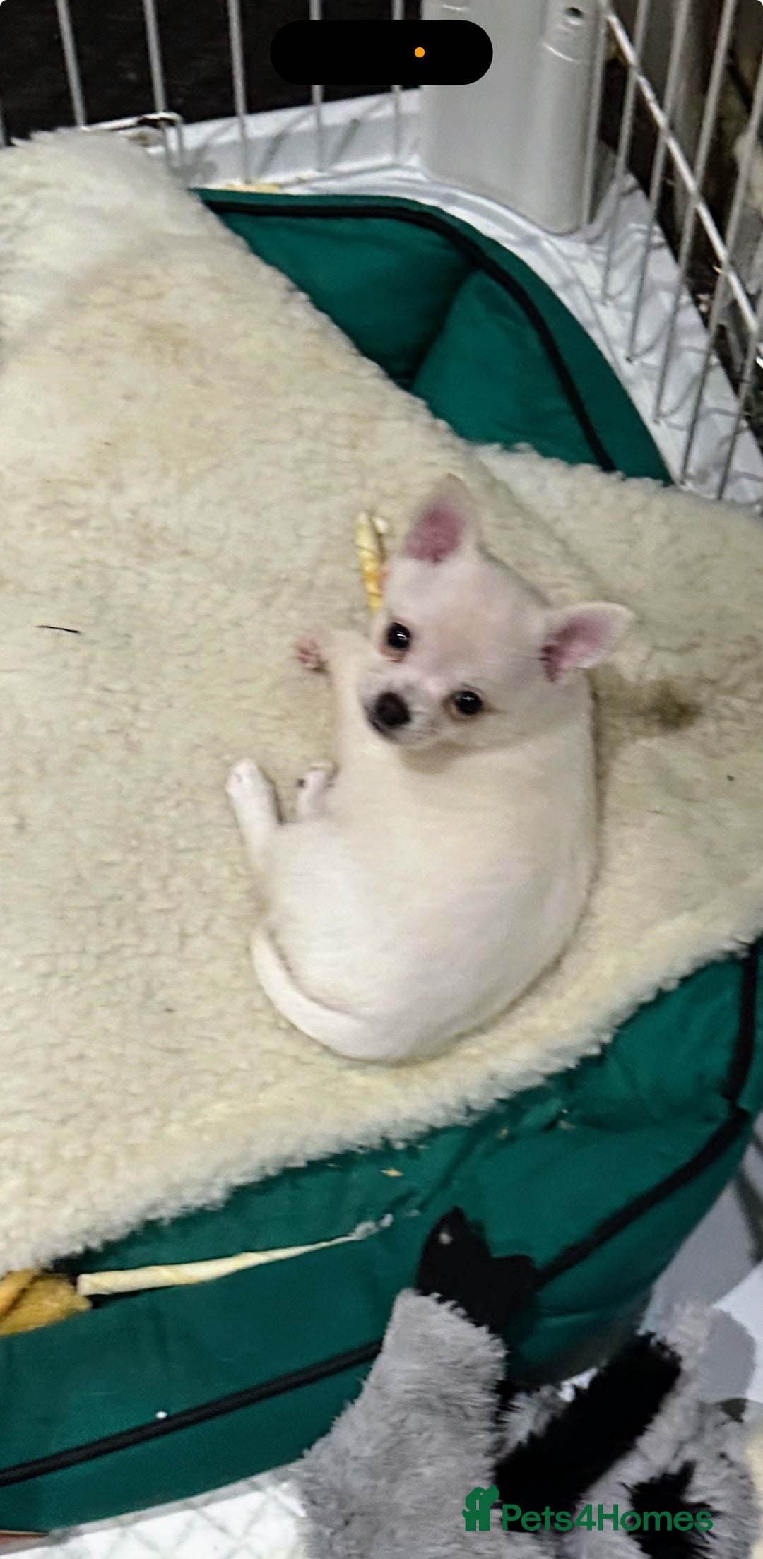 Pomchi dogs for sale: Tiny Pomchi - Image 9