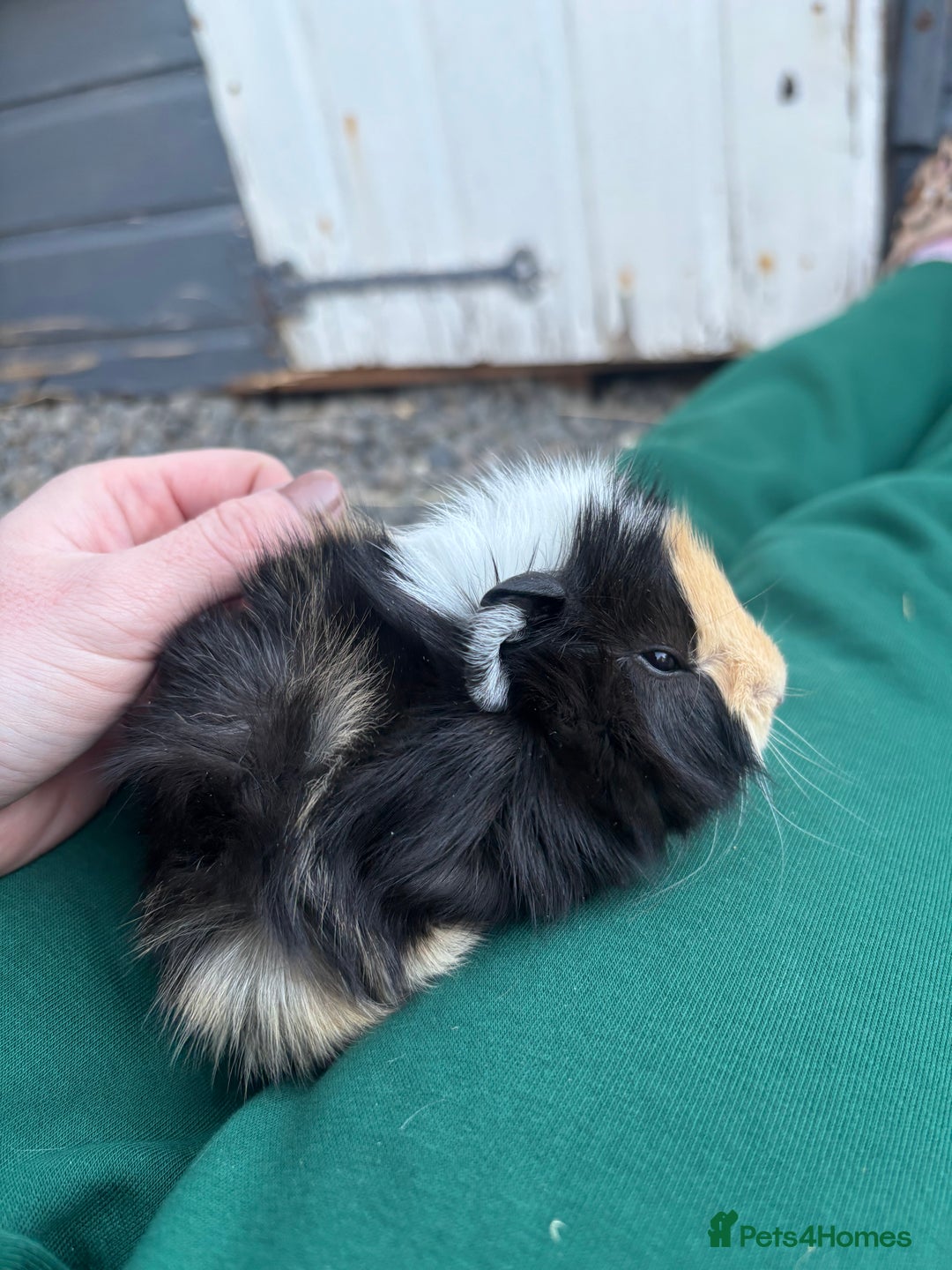 Guinea Pig rodents for sale: 2 beautiful male guinea pig babys - Advert 3