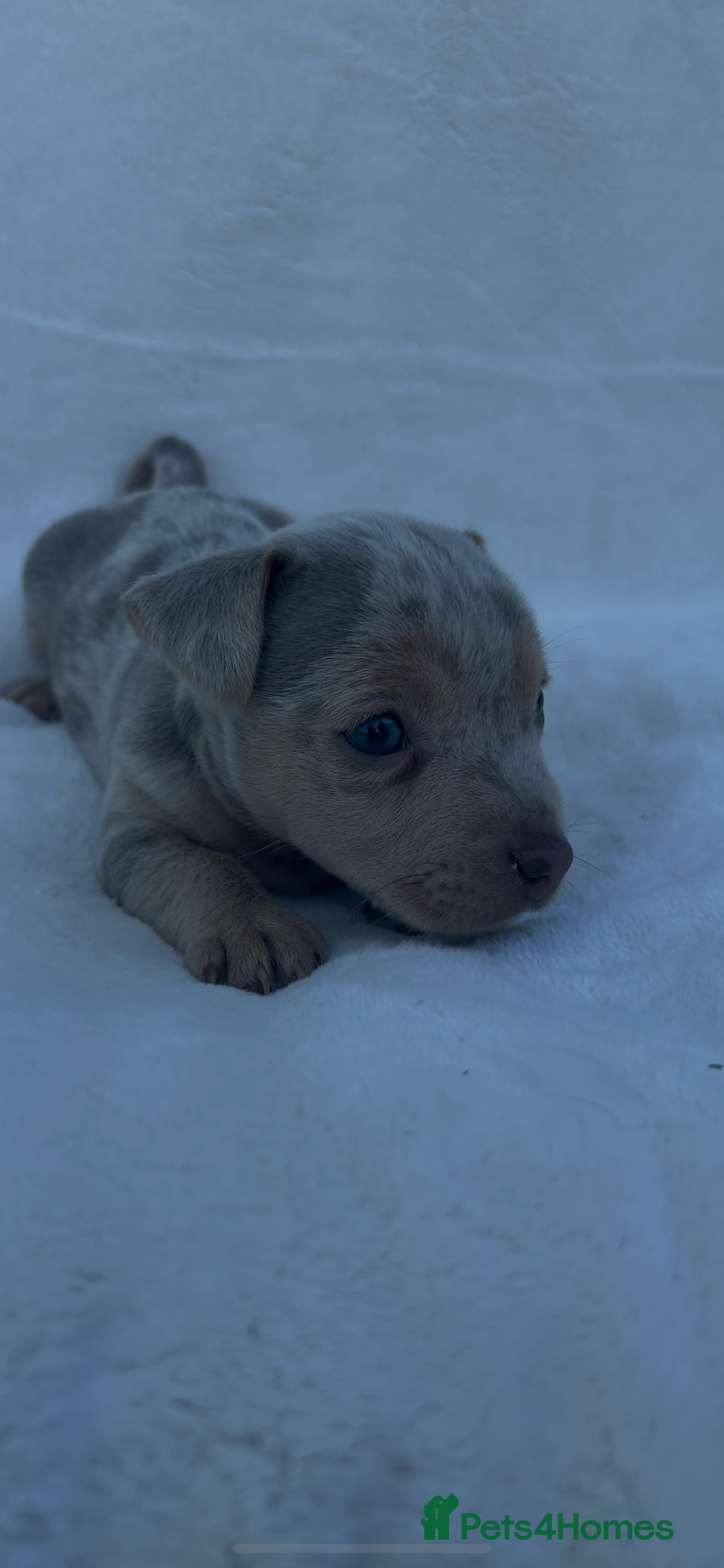 Jack Russell dogs for sale: Stunning Jack Russell Puppies  - Image 4