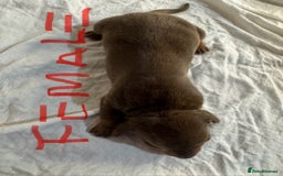 Miniature Dachshund dogs for sale: 6 Miniature Dachshund babies - Image 9