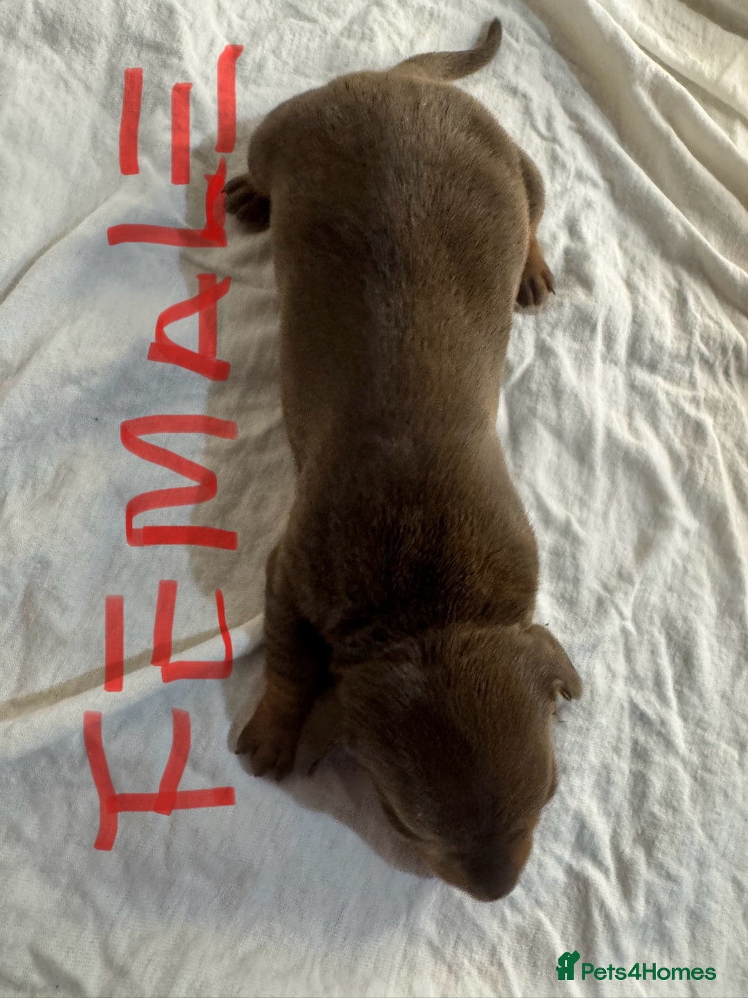 Miniature Dachshund dogs for sale: 6 Miniature Dachshund babies - Image 9