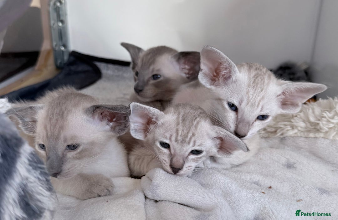 Siamese cats for sale: Cute Siamese kittens  - Image 1