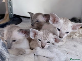 Siamese cats - Advert 1