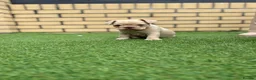 French Bulldog dogs for sale: Stunning French Bulldog Puppies in Norwich - Advert 9