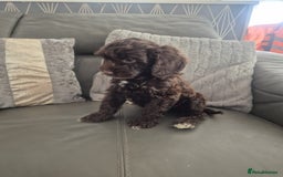 Cockapoo dogs for sale: F1 cockapoo - Ready Now - Image 35