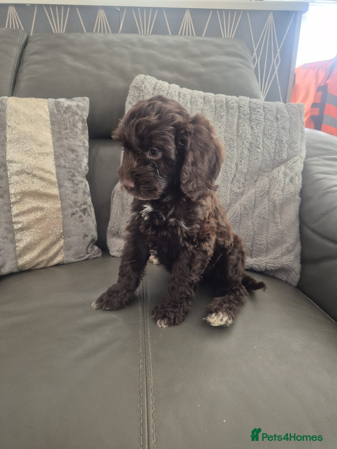 Cockapoo dogs for sale: F1 cockapoo - Ready Now - Image 35