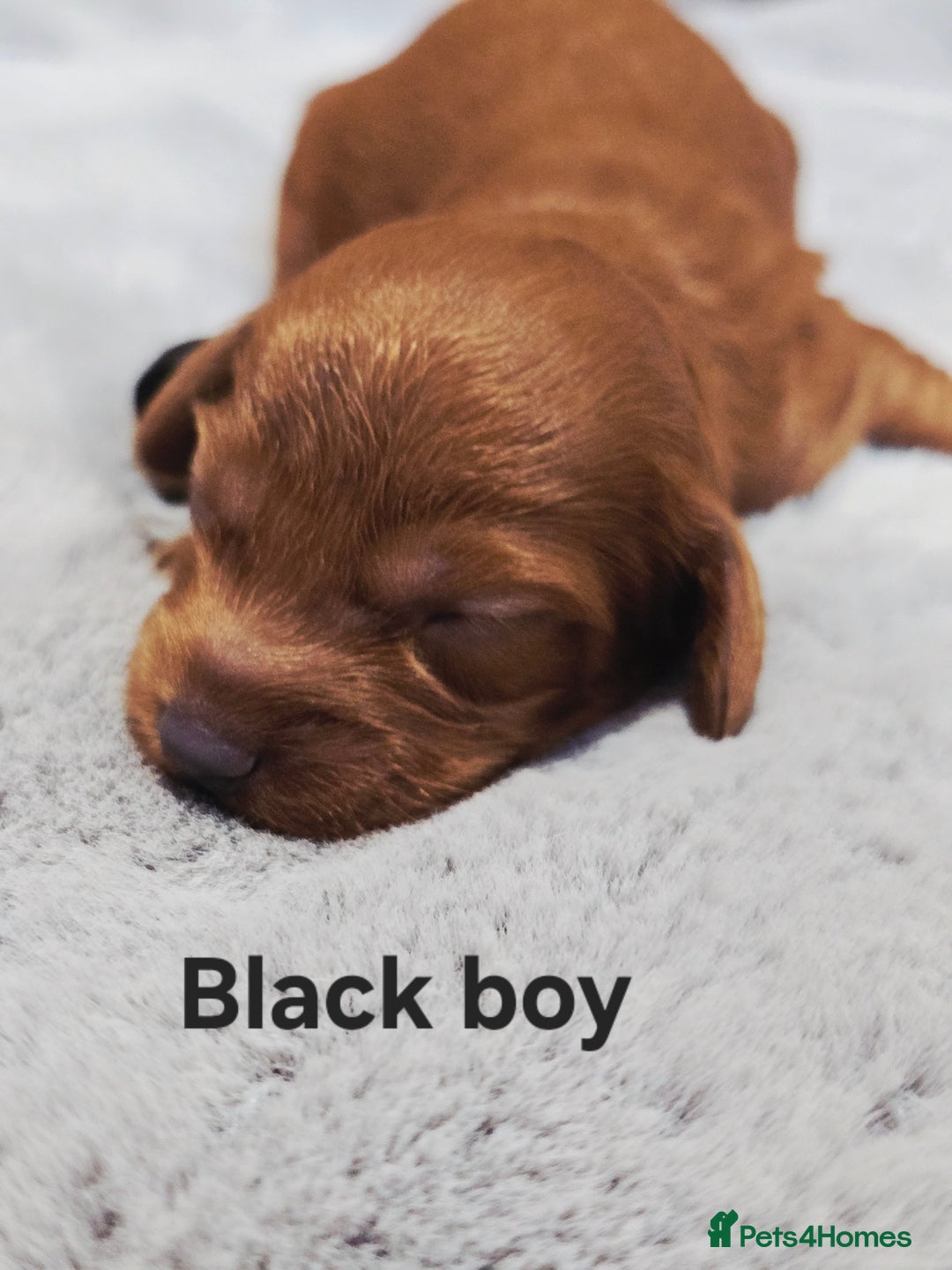 Cavapoo dogs for sale:  🐕Ruby Cavapoo Toy F1bb 🧸DNA tested🧸 - Image 33