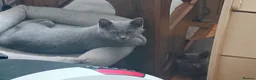British Shorthair cats for sale: One boy, two girls ready for they're forever🏠 - Advert 10