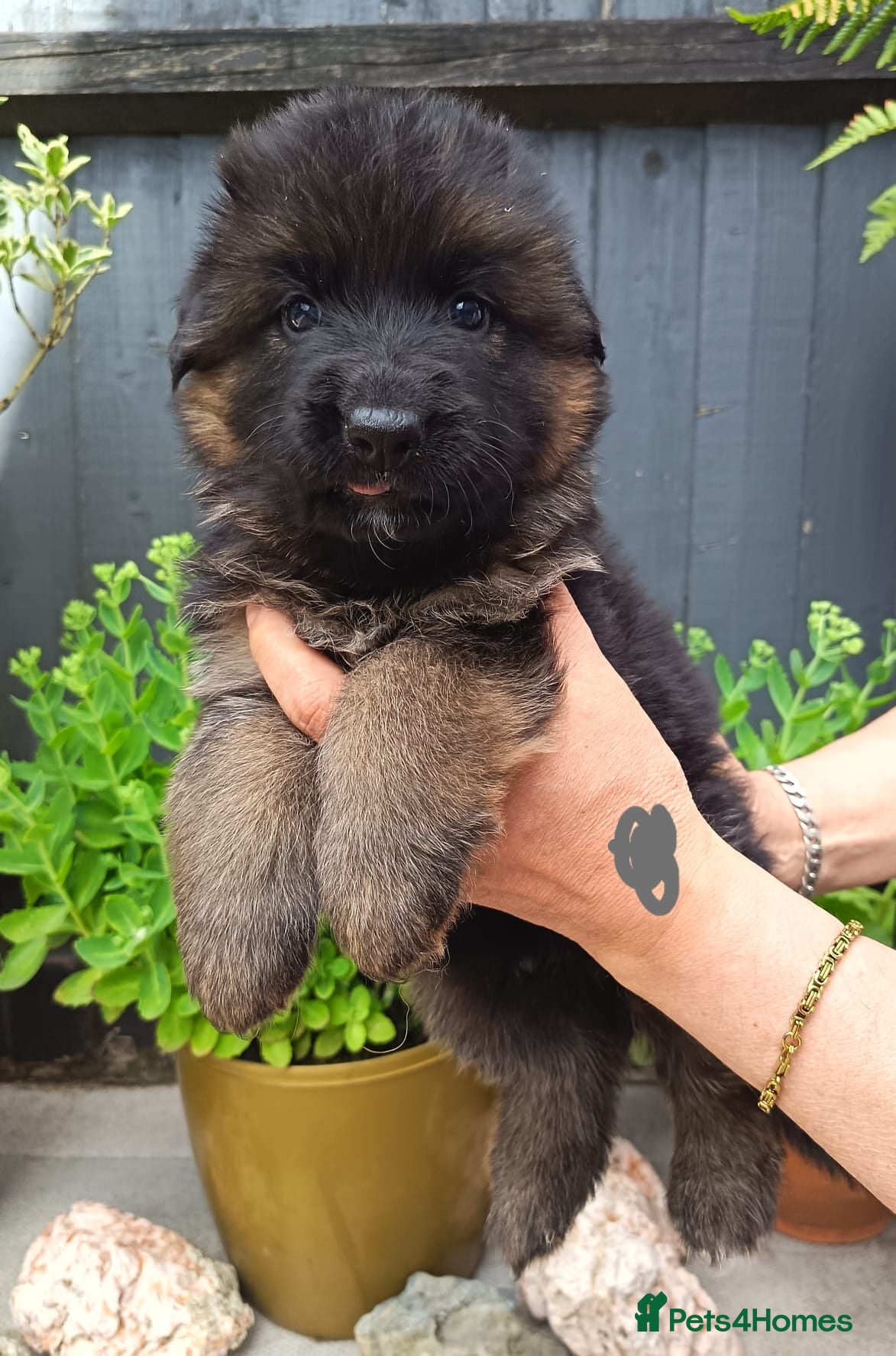 German Shepherd dogs PUPPIES FOR SALE  - Advert 1