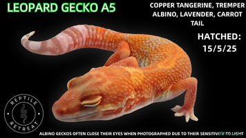 Leopard Gecko reptiles - Advert 4