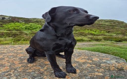 Labrador Retriever dogs for sale: Black Labrador Retreiver pups - Image 11