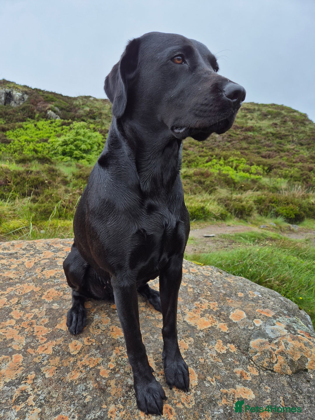 Labrador Retriever dogs for sale: Black Labrador Retreiver pups - Image 11
