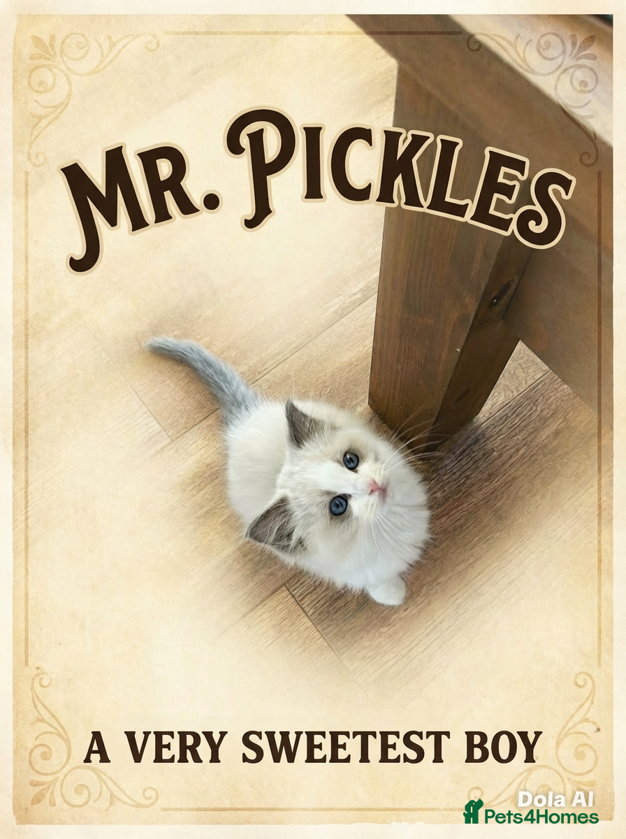 Ragdoll cats Blue bicolour ragdoll  - Advert 11