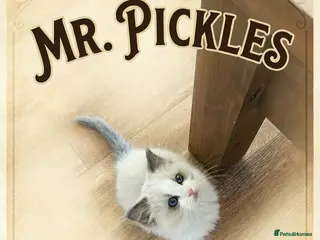 Ragdoll cats Blue bicolour ragdoll - Advert 11