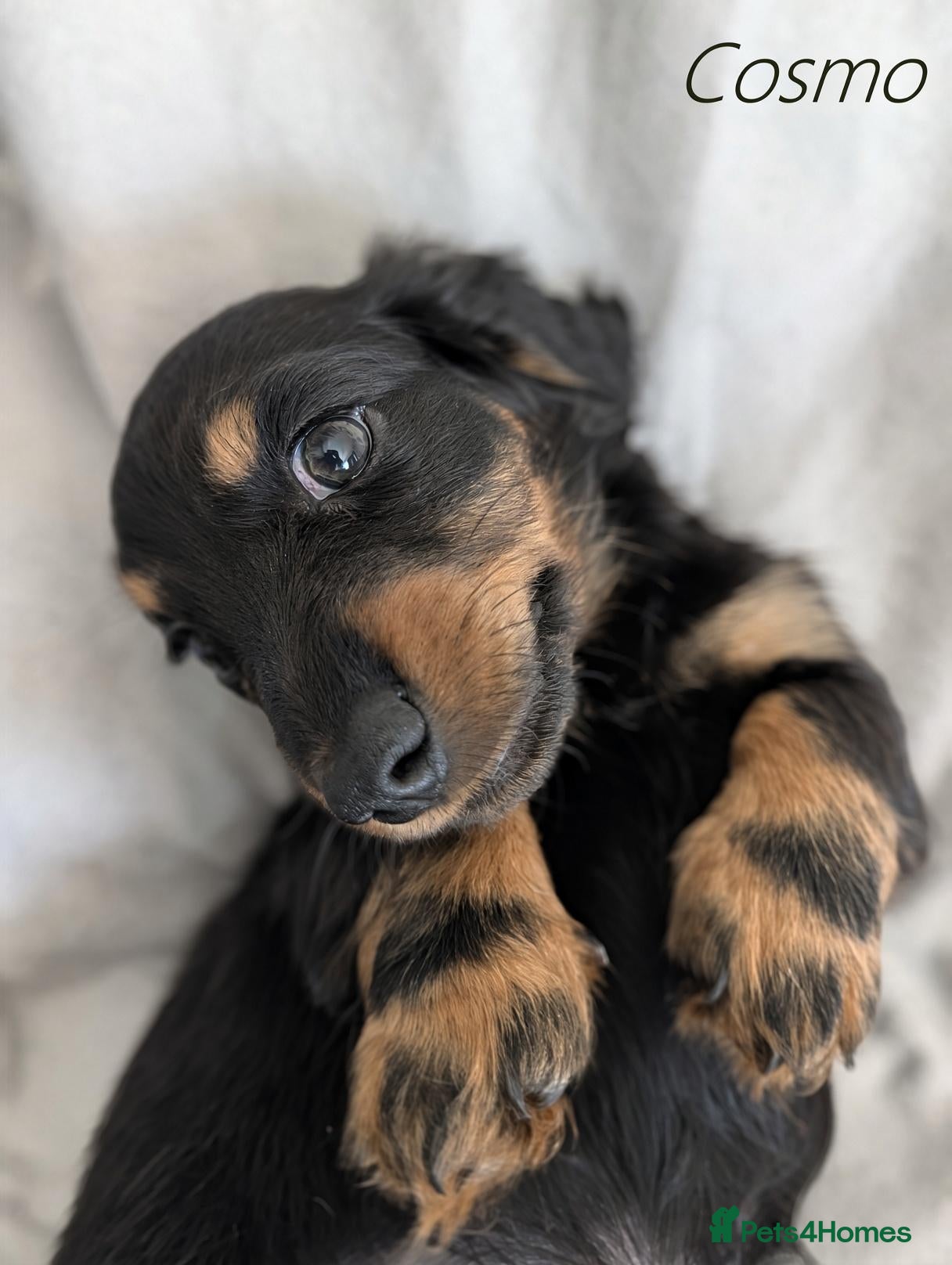 Miniature Dachshund dogs Miniature Longhaired Dachshund Puppies - Advert 17
